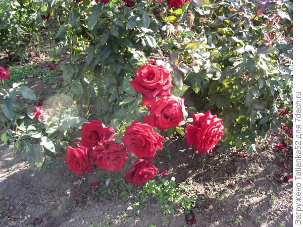 Эти южные розы - для Вас!