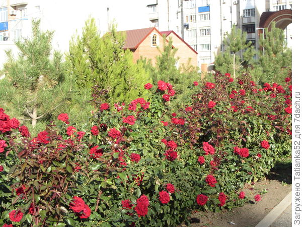 Много роз для вас!