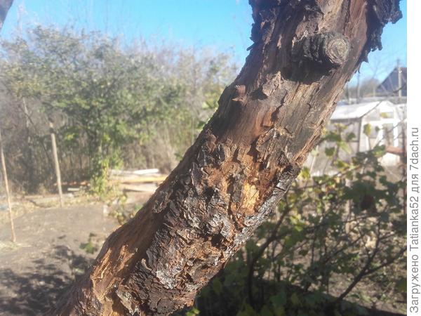 Подскажите,что это? Как лечить? Другие ветки пока гладкие.