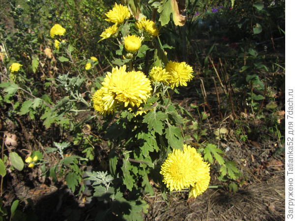 Эти пушистики - тебе.