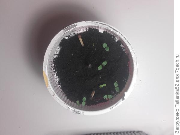 Быстрее взошла Аэлита.