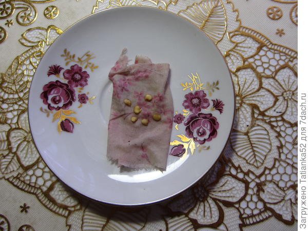 Семечко с клювиком.