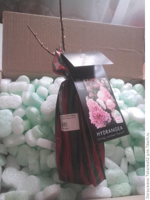 Там три побега, не с того ракурса сфотографировала.