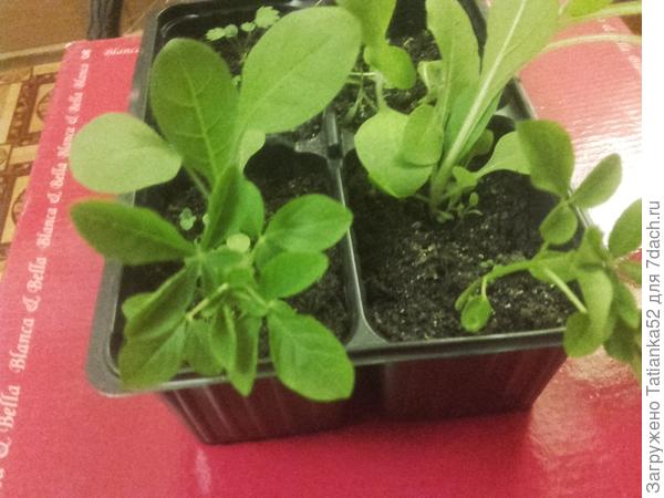 А эти два табаком прикинулись., не отличила..