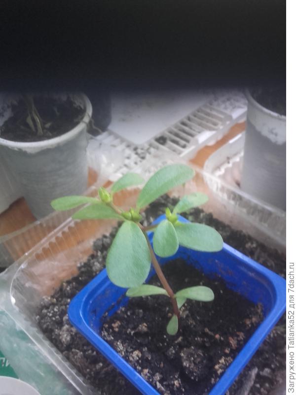 Вот он, вроде как уже цвести собирается.