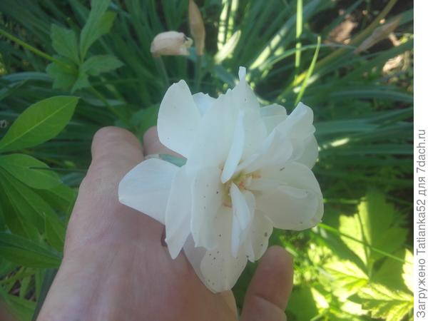 Поближе. Может сорт знаешь?