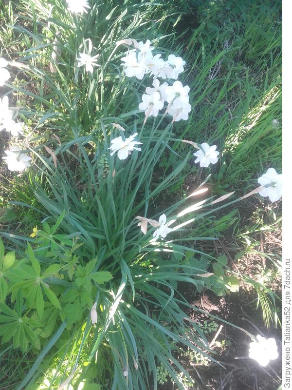 Вот вчера их сфотографировала, но был сильный ветер, отвернулись...