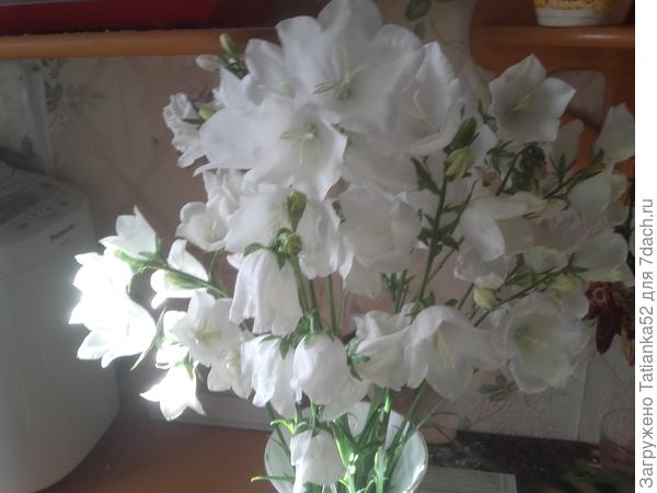 София! Ты у меня с белым цветом ассоциируешься. Поэтому - колокольчики, хотя и отцвели уже.