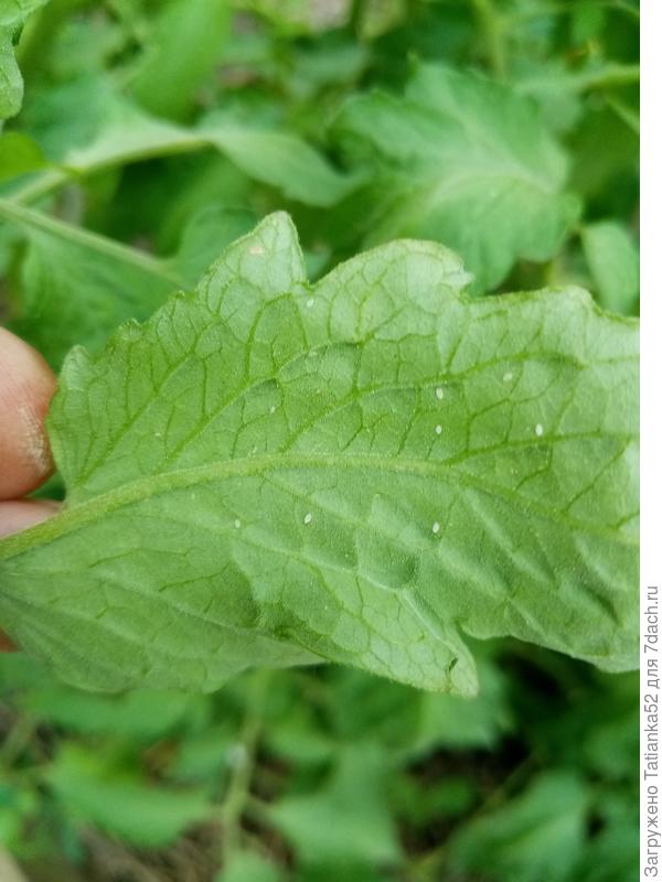 Белые, очень маленькие