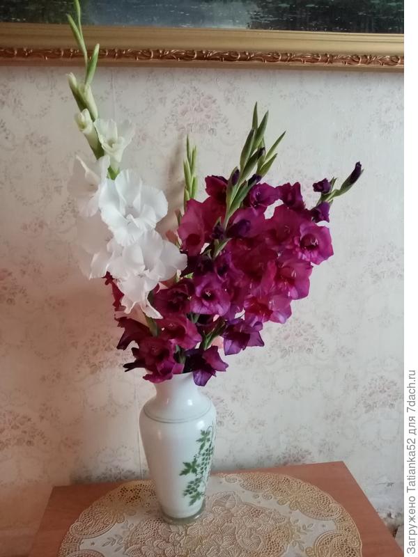 Гладиолусы для тебя!