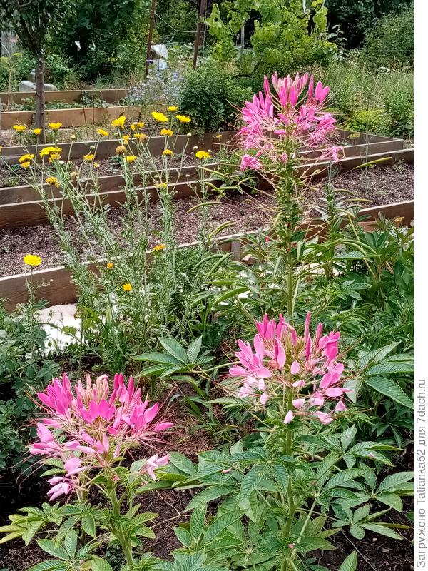 Моя клеома и Голден на заднем плане. &amp;quot;Прищипаный&amp;quot;.