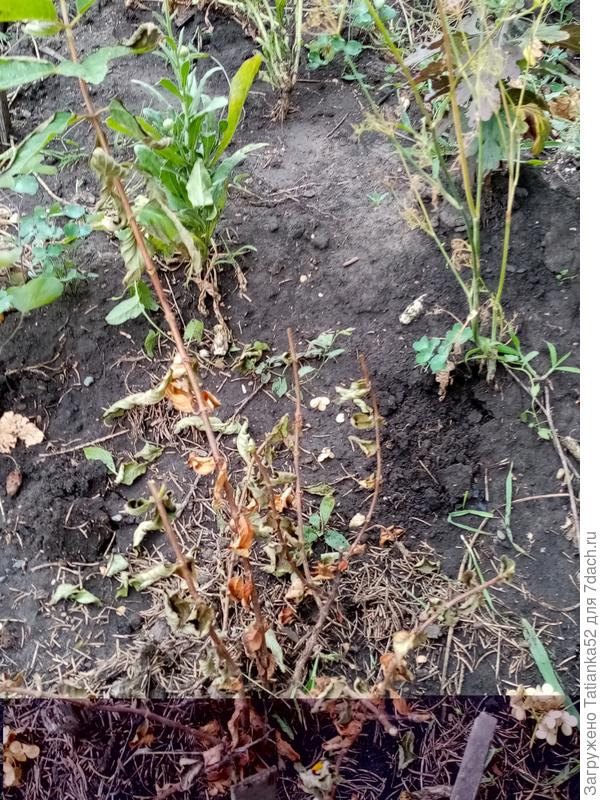 Обрезала. Как теперь поддержать кустик? Надо ли сухие веточки обрезать?