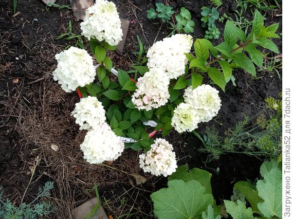 Таким он был 2 недели назад, уже розоветь начал