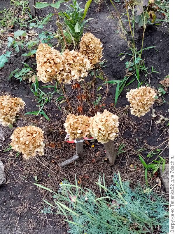 Два дня не была на даче, ураганный ветер и жара. Вот что стало.