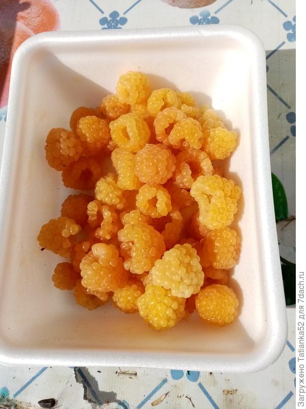 Малиной угощайся! Немного сегодня собрала.