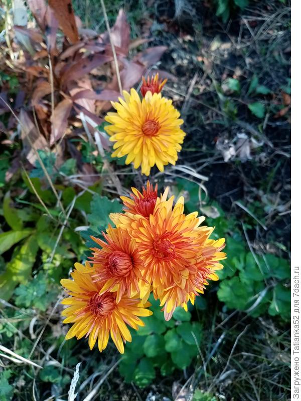 А эти ещё в сентябре, когда только начали расцветать