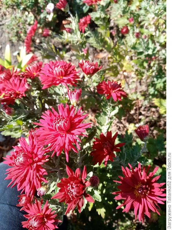 Цветов много не бывает.