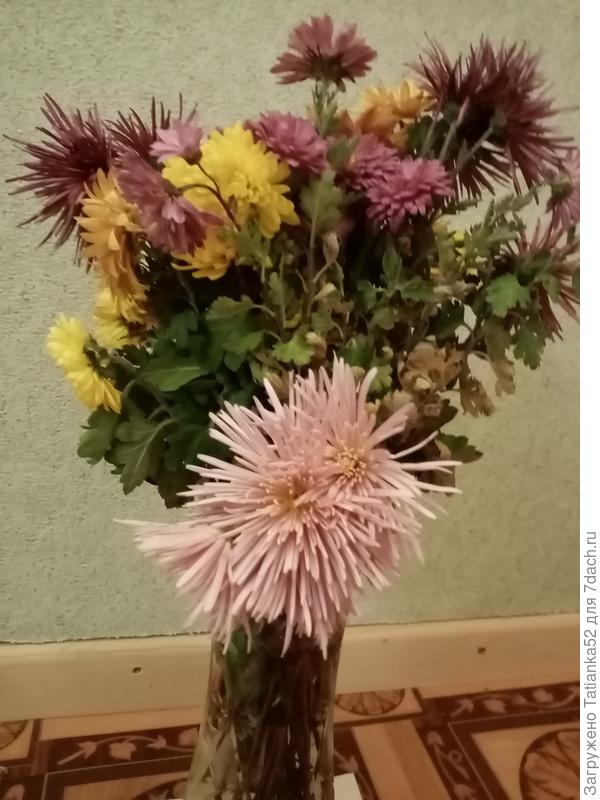 Последние хризантемки - тебе!