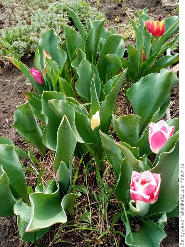 Вот такие. Мелковаты, конечно, см 5-6, но цветут!