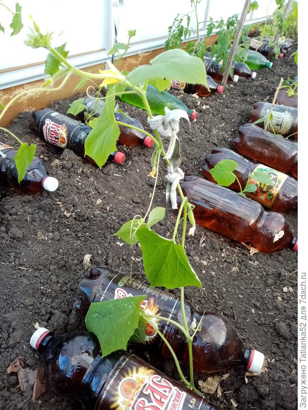 Затем обложила каждое растение темными бутылками с горячей водой.
