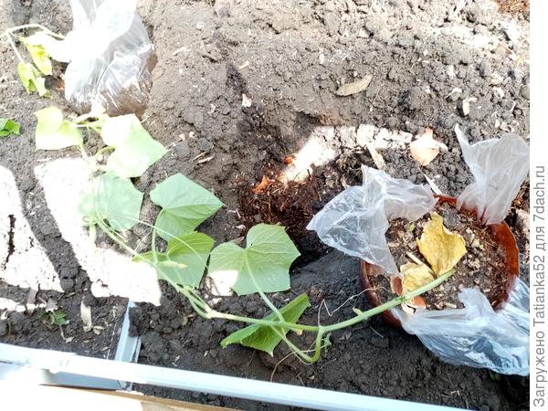 Такой вот большой!