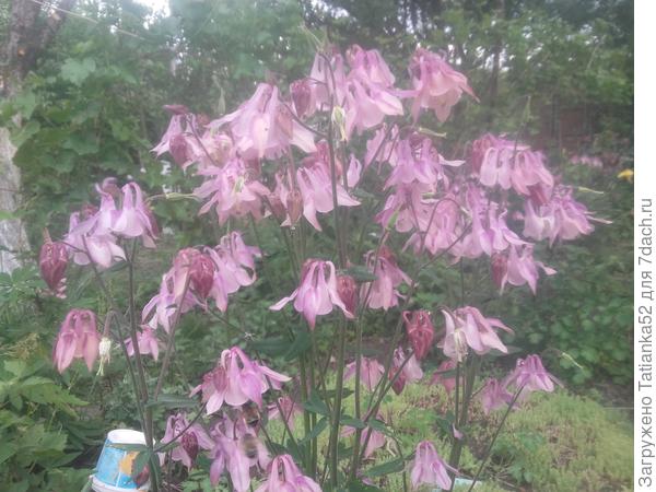 У нас цветут аквигелии. Для тебя!