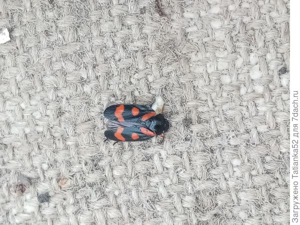 Или вредный?