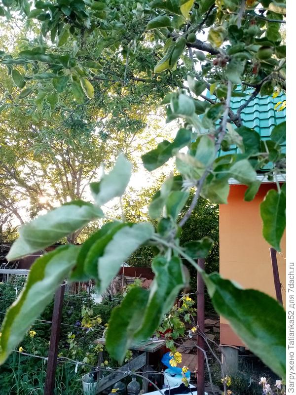 А это на другом дереве. Налёта нет, но листья какие-то больные.Помогите!!!