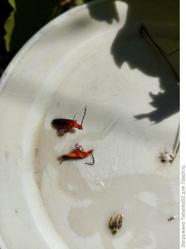 Вот такие насекомые.