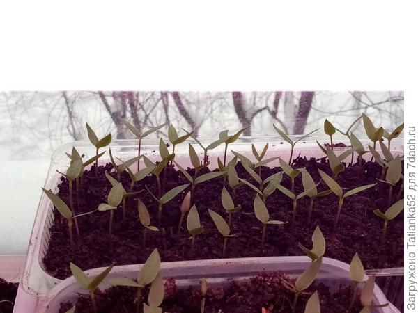 На фоне тех моих, первых.