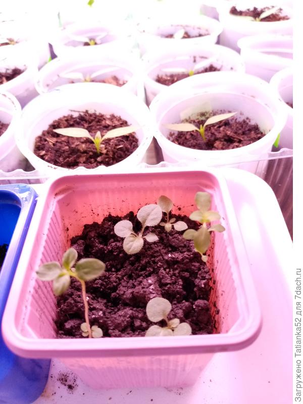 А это, что в горшочке осталось, вроде бы больше на клеому похоже. Вы как думаете?