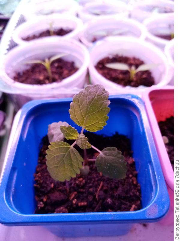 Вот посмотрите