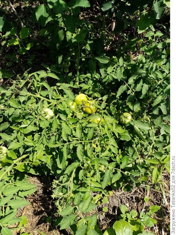 Все завязи невозможно показать, они под листьями. Даже поднимать боюсь, чтобы не поломать. Может быть и не очень удачное фото.
