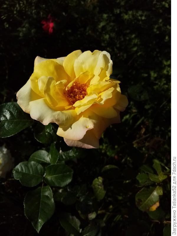 Чайная роза для Вас!