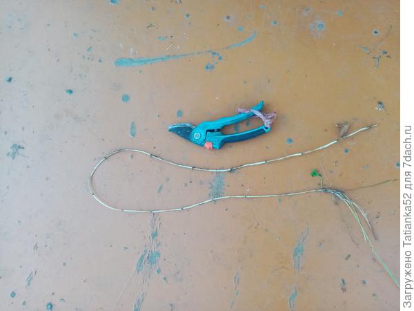 Вот посмотрите, какого пырейного монстра я вытащила Торнадо. Метр 10! Сектор - для сравнения.