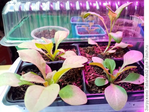 А это все четыре