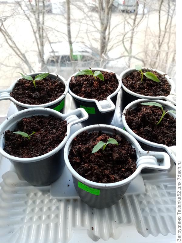 Где было по два, слабые ножницами отрезала. Скорлупки в руке хорошо сажала и перевалила в стаканчики. Теперь будем расти!