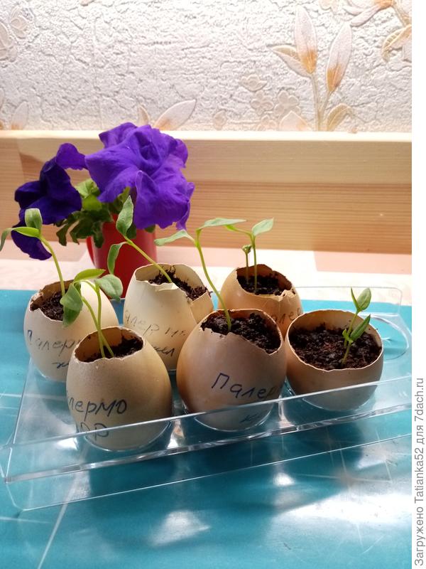 Это Палермо вчера. Из 12 семян взошли 9