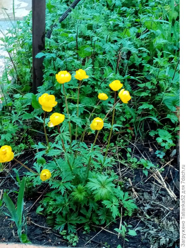 Купальница на фоне &quot;дубков&quot;. Не резко получилось(