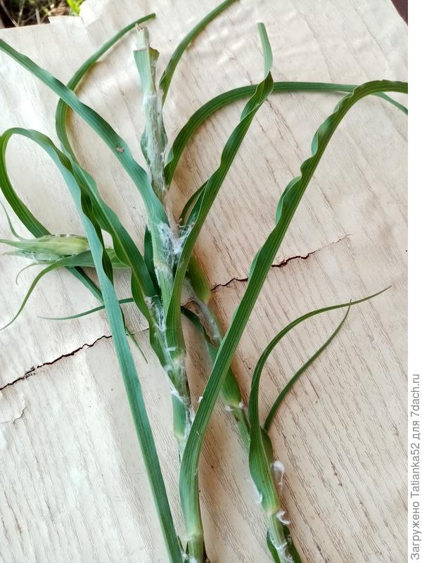 А это не пенница поработала?