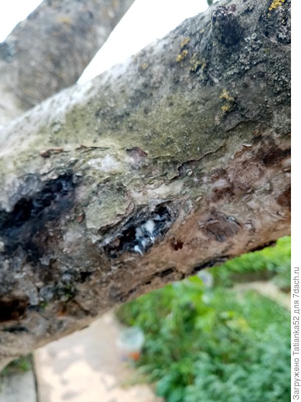 Да, и именно там, где кора больная. Может опрыскать чем-то?