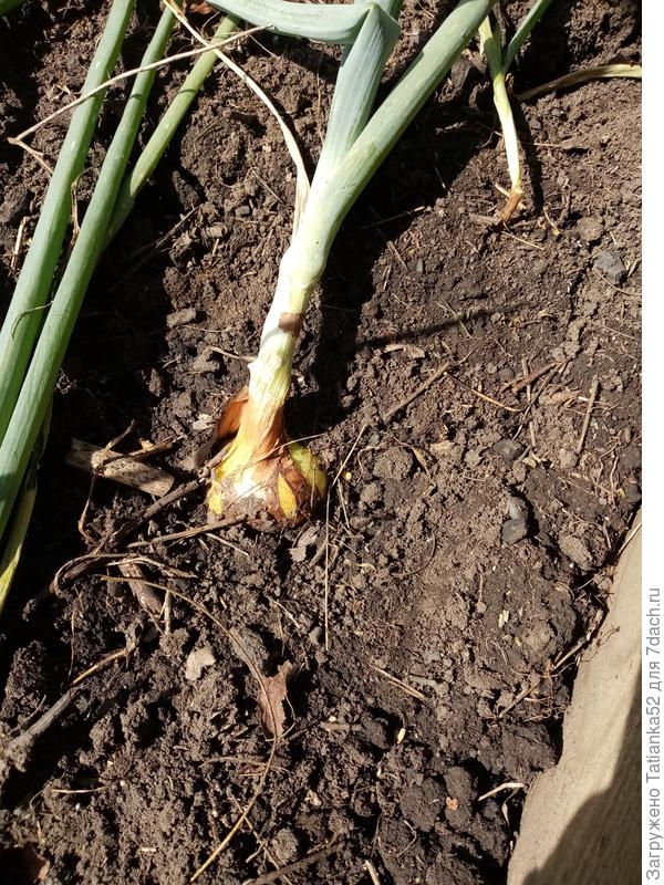 Пытается из земли вылезти. Но ещё &quot;не одетый&quot;, как Марина писала. Ещё, наверно, недельку подожду.