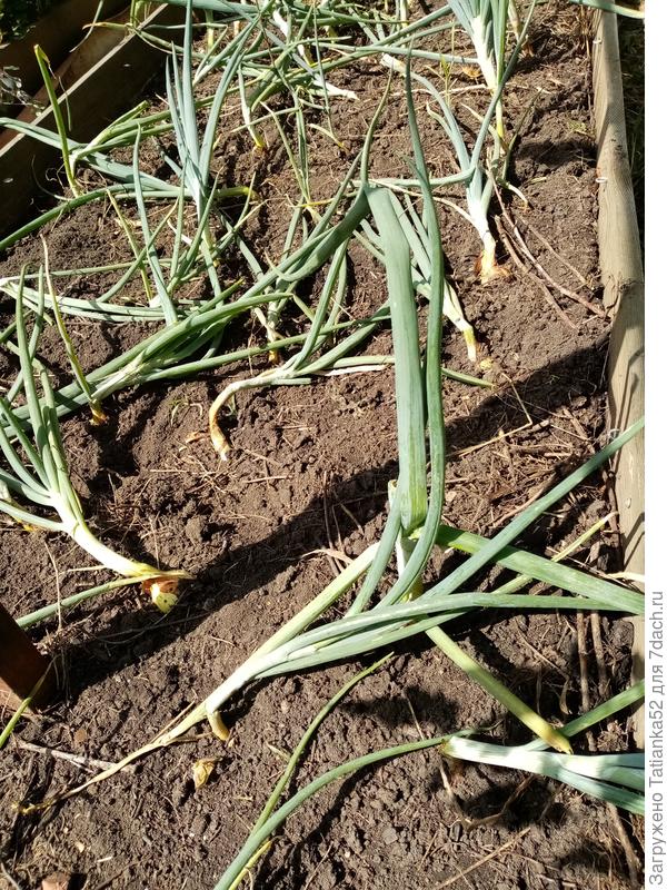 А лук - в разные стороны улегся!