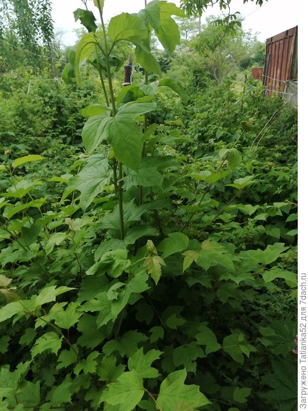 И ещё. На заднем фоне бушует малина.