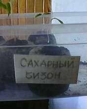 Томат