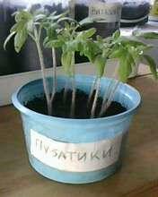 всходы