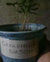 вид