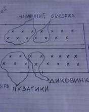Схематичное расположение саженцев томата Диковинка