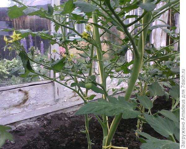 Первый куст с первыми плодами на 1 - ой цветочной кисти