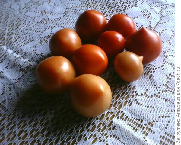 собрала
